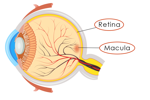 Anatomy Lesson: What Is the Retina? - Eye Care Specialists